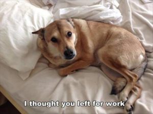 Dog caught out