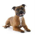 Staffordshire bull terrier