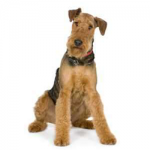 Airedale-Terrier