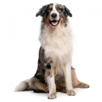 Australian-shepherd-dog