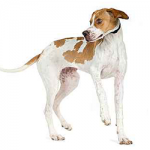 English Pointer