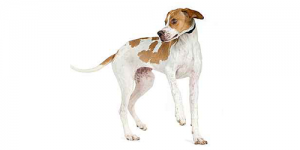English Pointer
