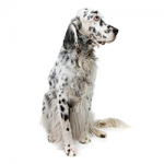 English-Setter