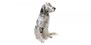 English-Setter