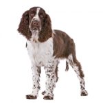 English-Springer-Spaniel