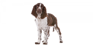 English-Springer-Spaniel