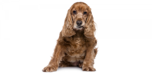 English-Cocker-Spaniel
