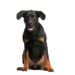 German-Pinscher