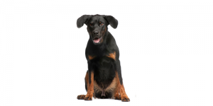 German-Pinscher