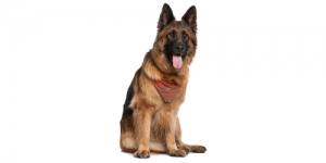 They are heavy shedders, particularly around spring and autumn, you will need to give them a daily or at least a weekly brush to keep the hairs under control.