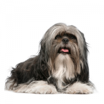 Lhasa Apso