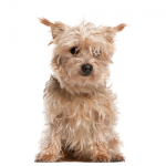 Norfolk Terrier