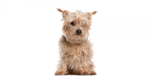 Norfolk Terrier