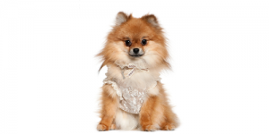 POMERIAN