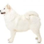 Samoyed