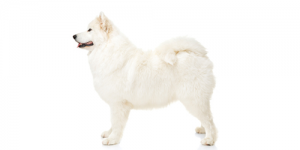 Samoyed