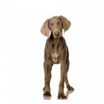 Weimaraner