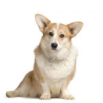 Welsh-corgi