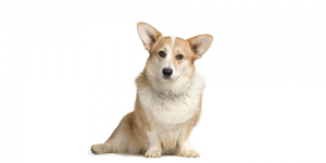 Welsh-corgi