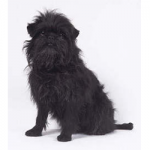 affenpinscher