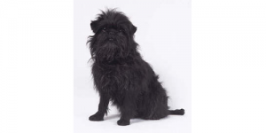 affenpinscher
