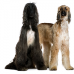 afghan-hound