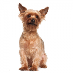 Australian-terrier