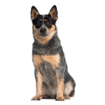 australian-cattle-dog