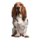 basset-hound