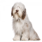 bearded-collie