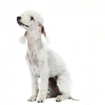 bedlington-terrier