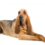 bloodhound