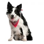 border-Collie