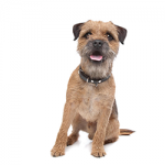 border-terrier