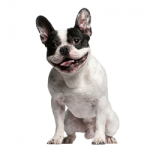 boston-Terrier