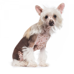 Chinese-crested