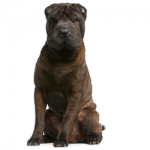 chinese-shar-pei