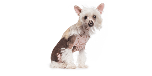 Chinese-crested