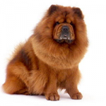 chow chow