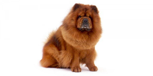 chow chow