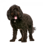 cockapoo1