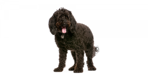 cockapoo1