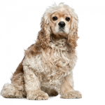 American-Cocker-Spaniel