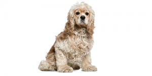American-Cocker-Spaniel