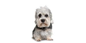 dandie-dinmot