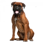 Bullmastiff