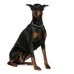 doberman-pinscher