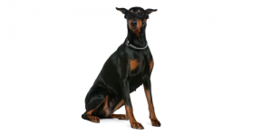 doberman-pinscher