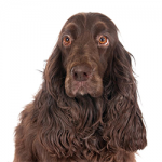 field-spaniel