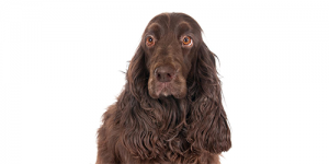 field-spaniel